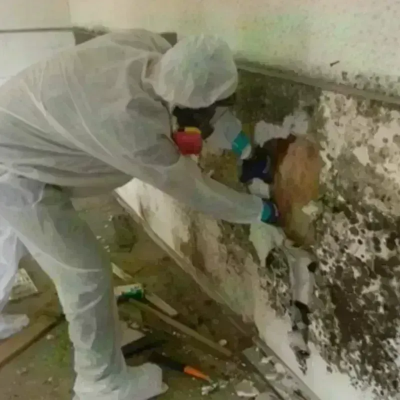 Mold Remediation and Removal in Wainaku, HI